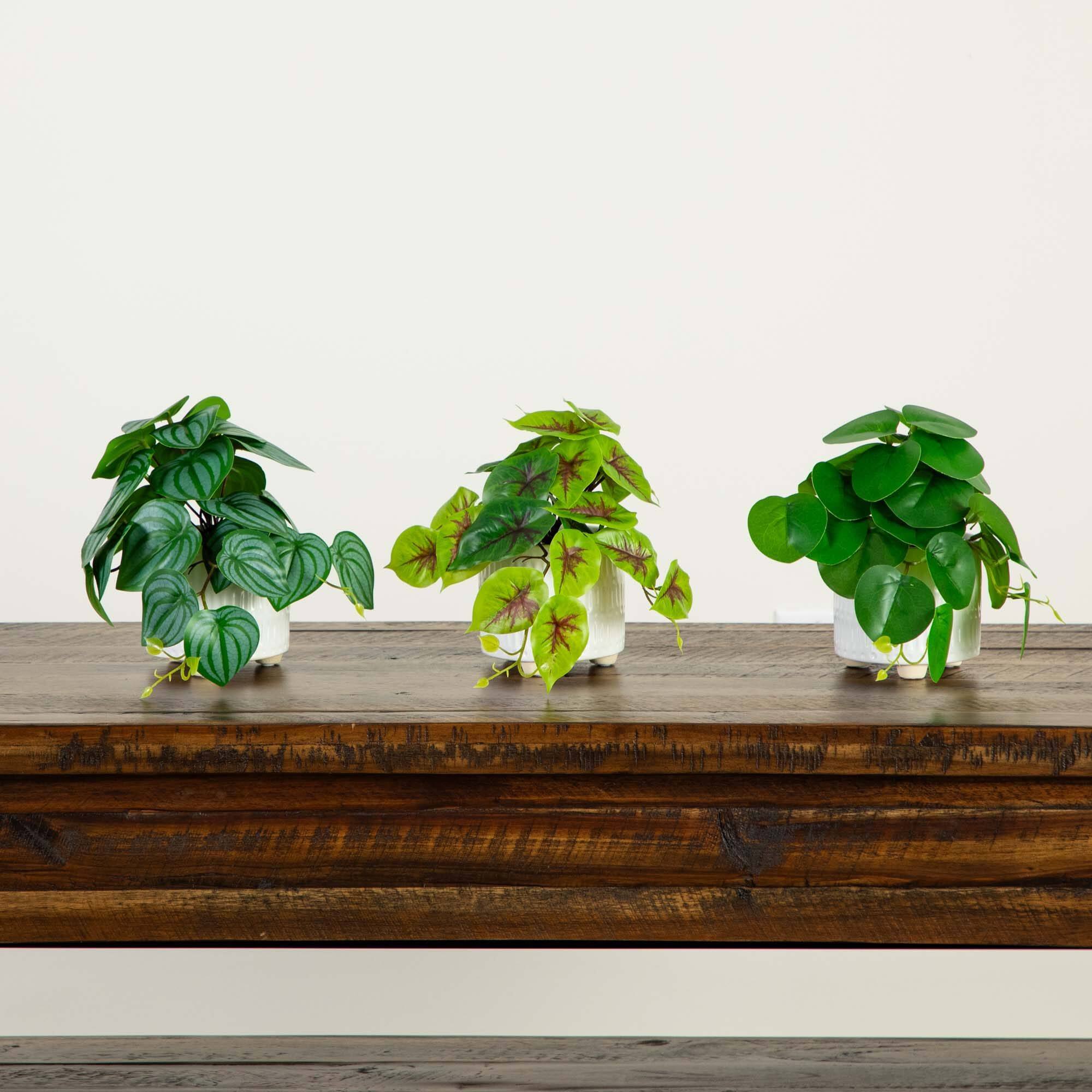 8" Mixed Greenery in Ceramic Planters Set